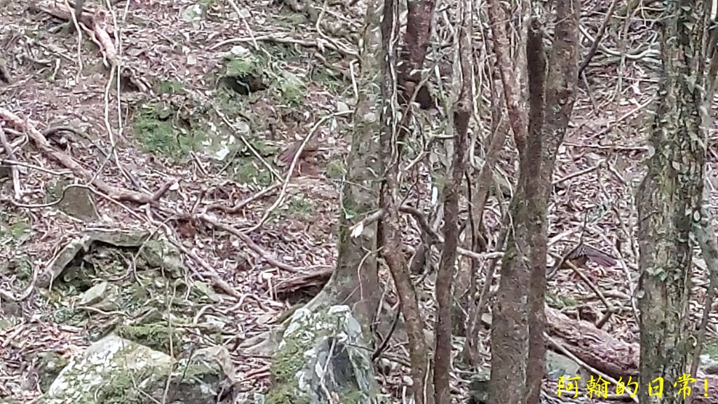 高島縱走_2687032