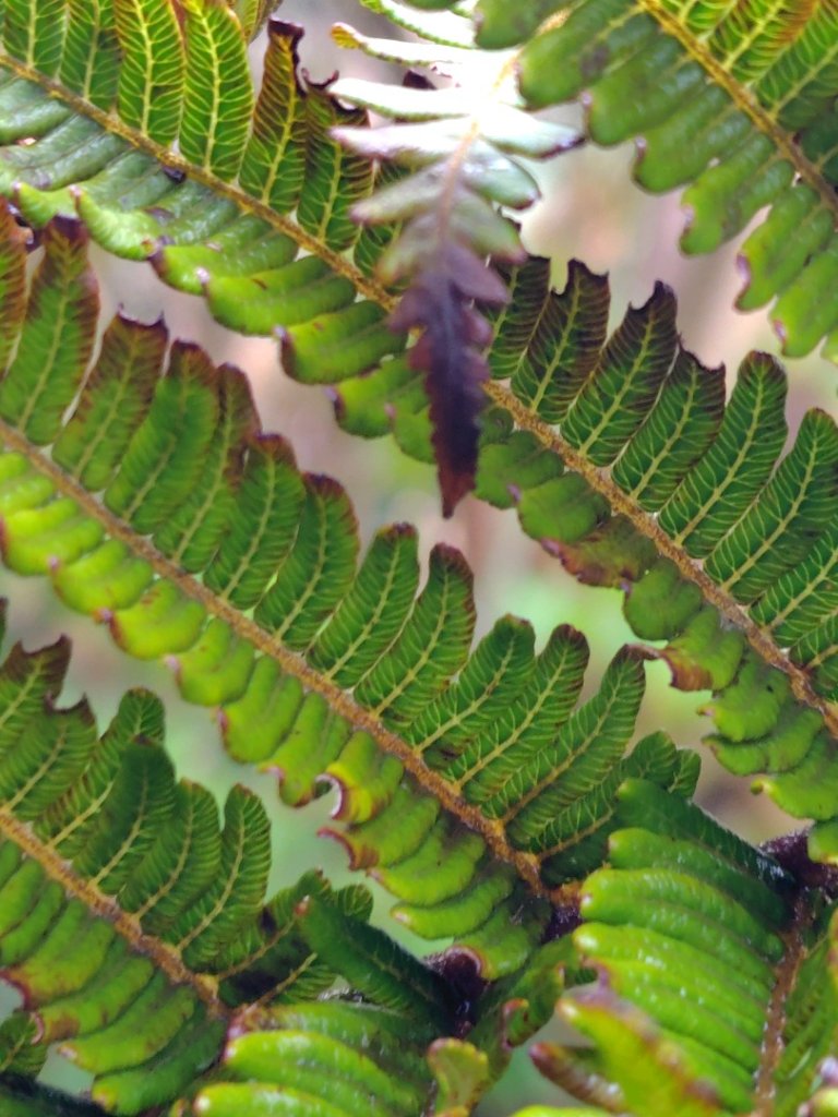 姑子崙山_2759304