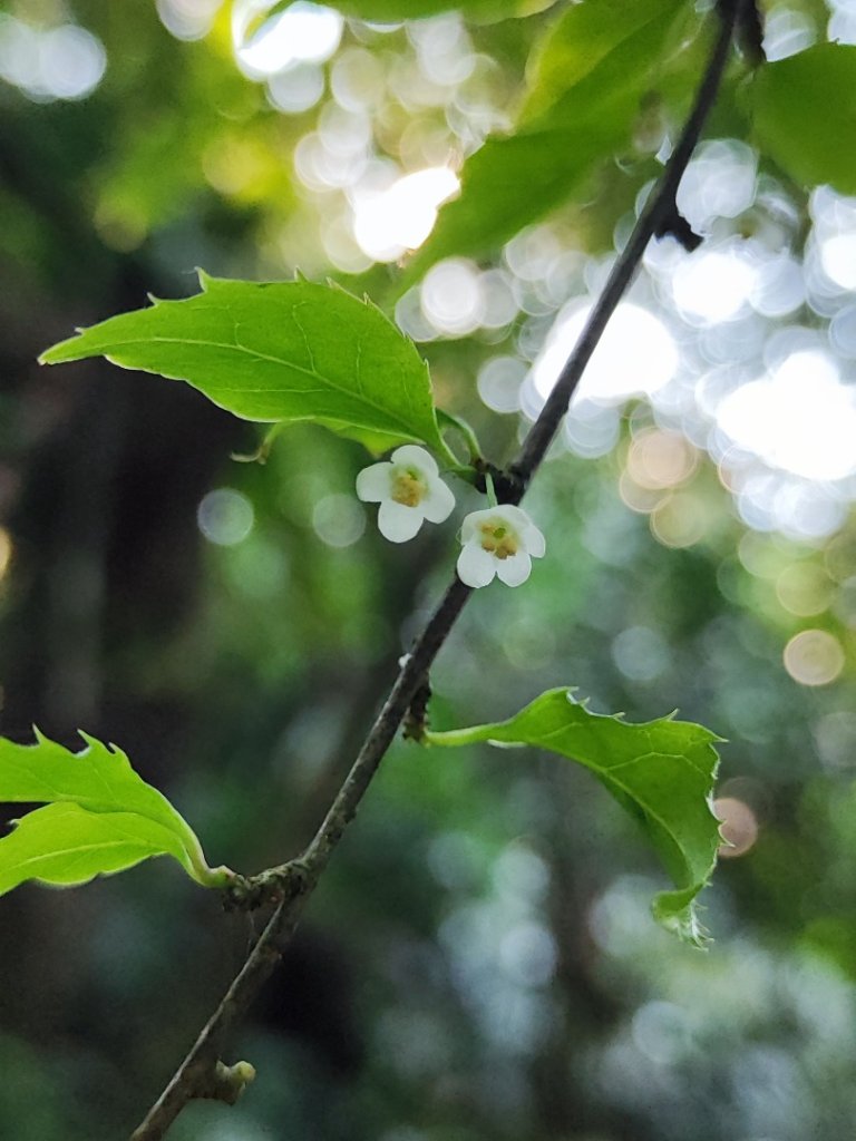 雪山尾稜全段（福隆-大里）_2744606