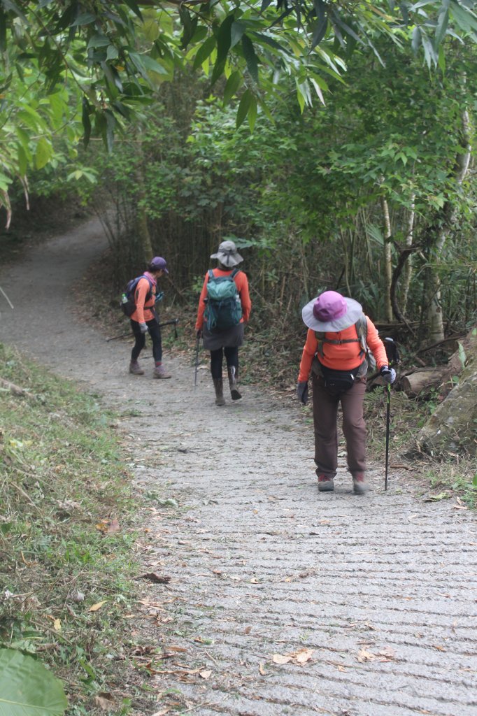 20240330台南雞九凍-雞胸山縱走_2470052