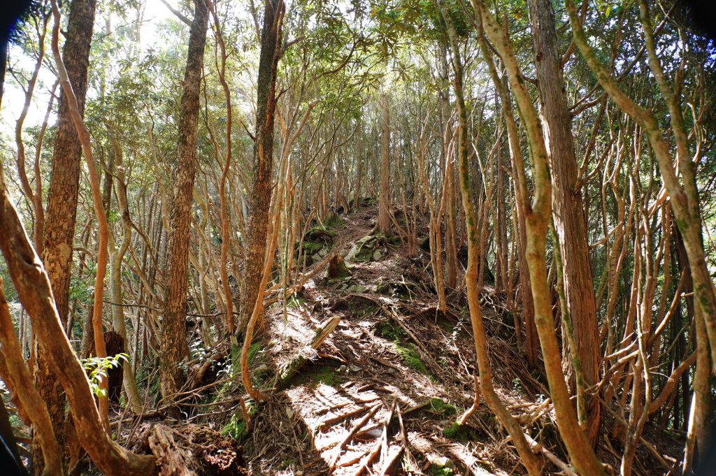 台中 和平 南松鶴山、八仙山、東松鶴山_2877951