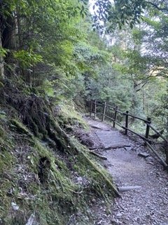 1120710觀霧國家森林風景區_2938319