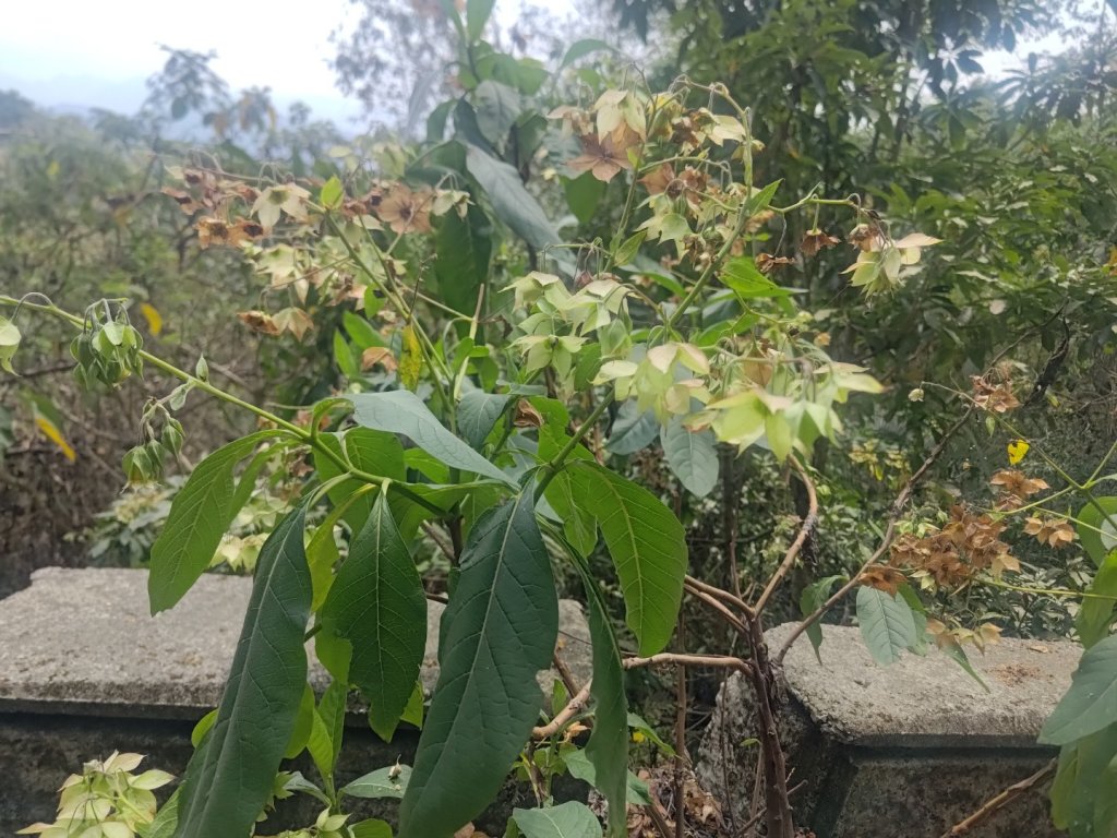 大埔頂坪林_2470082