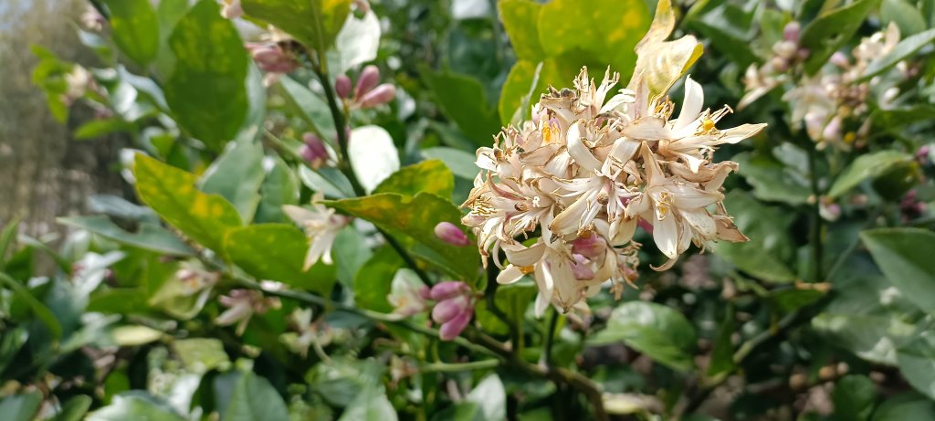 20240228_那羅山步道_2441058