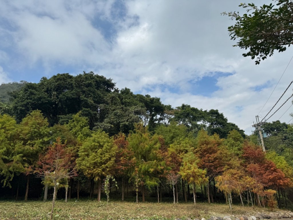 台中市北屯區、新社區交界頭嵙山，小百岳NO.41（2-1120）_2356822