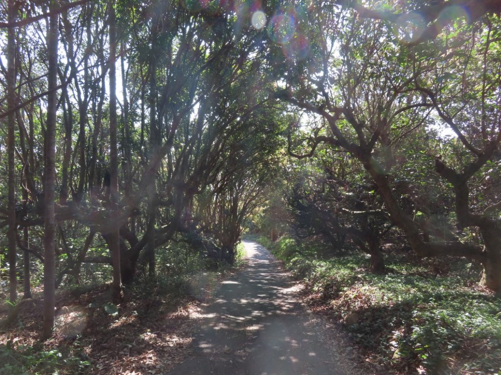南投草尾嶺步道(賞血藤花)_3031415