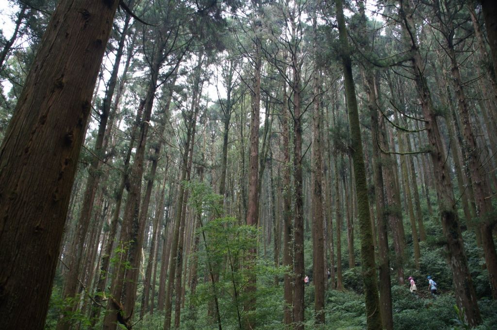 2017-9-22嘉義大凍山_221943