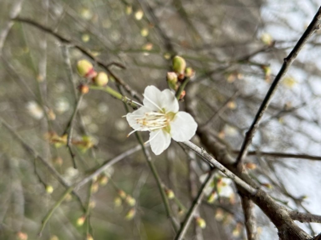 青潭越嶺政大-賞梅花🌸安坑🐦嘴四秀_2691686