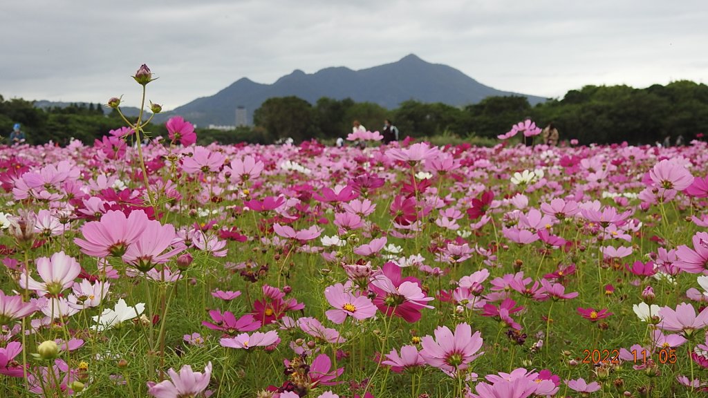 2022愛戀關渡花現幸福_1899530