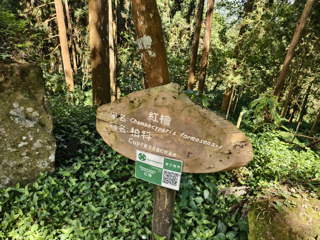 [百山百鳥尋旅-05/15] 2025_0830 溪頭賞鳥步道_銀杏步道_2875516