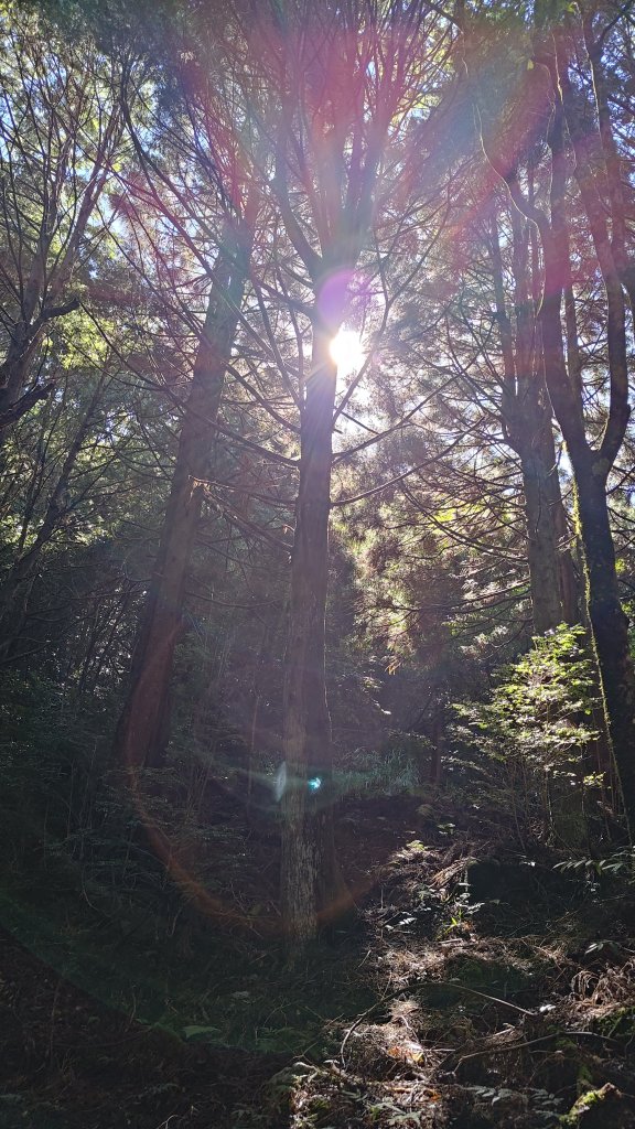 榛山景觀平台_2918097