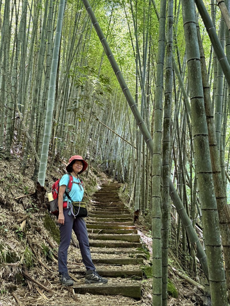 阿里山 奮瑞古道 20250628_2827163