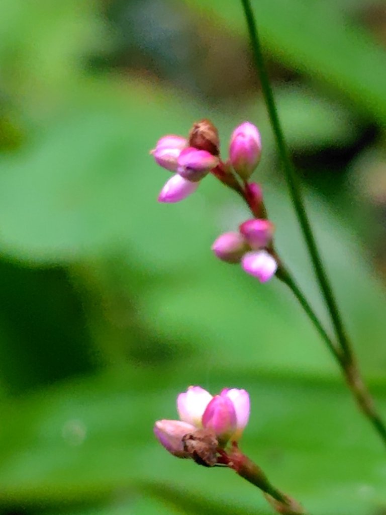 鳳鳴古道 鳳鳴山 南隘勇（南長城）古道 三湖山 八達嶺（龍骨）古道 綠色古道 延平古道_2975113