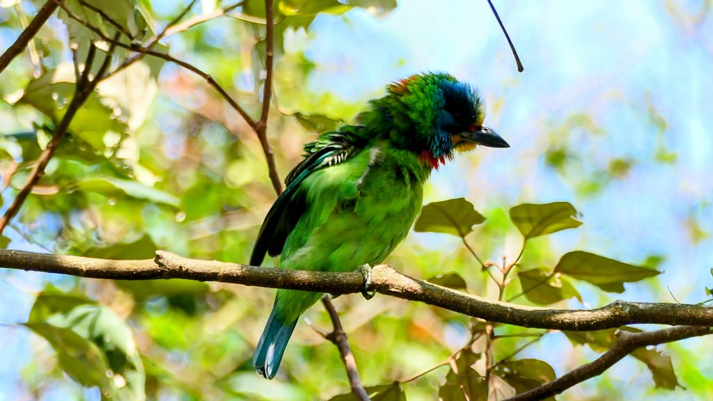 《蝶戀花。五色春深》封面圖