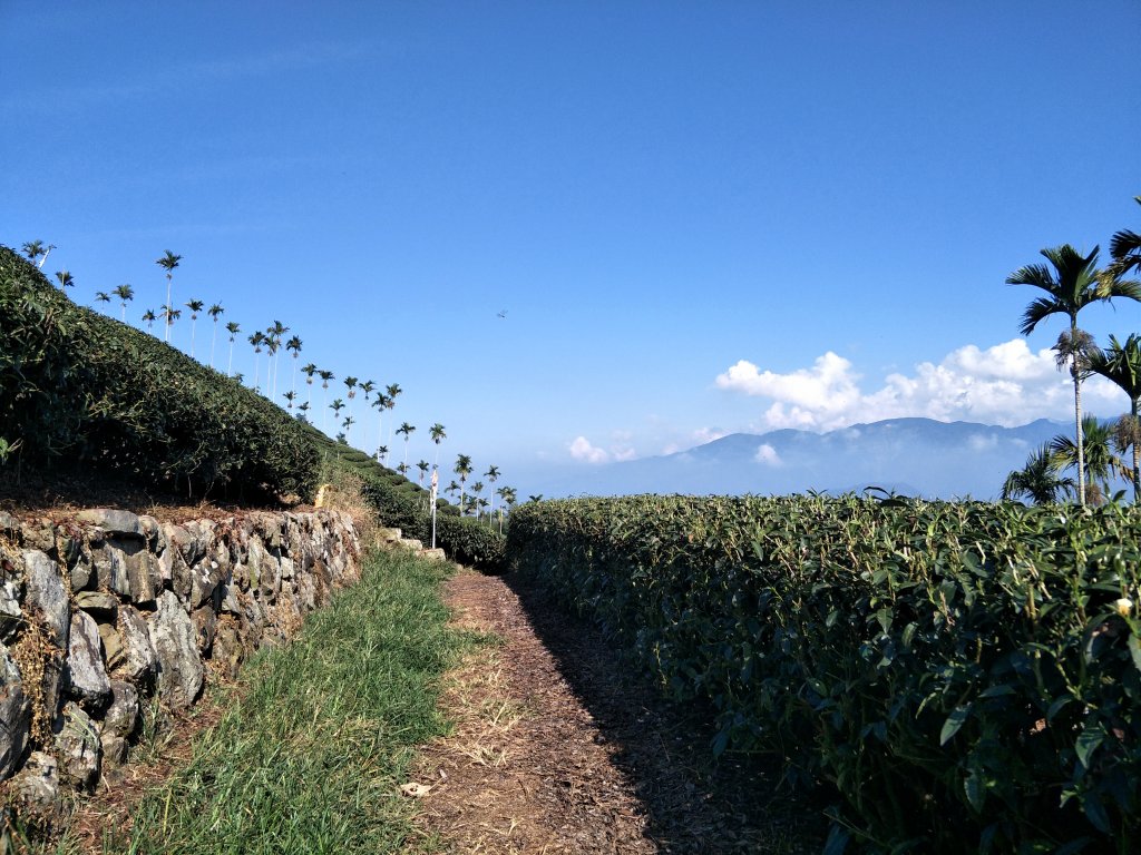 2018 11 22 挑筍古道(大尖山、後棟仔山步道)_463960