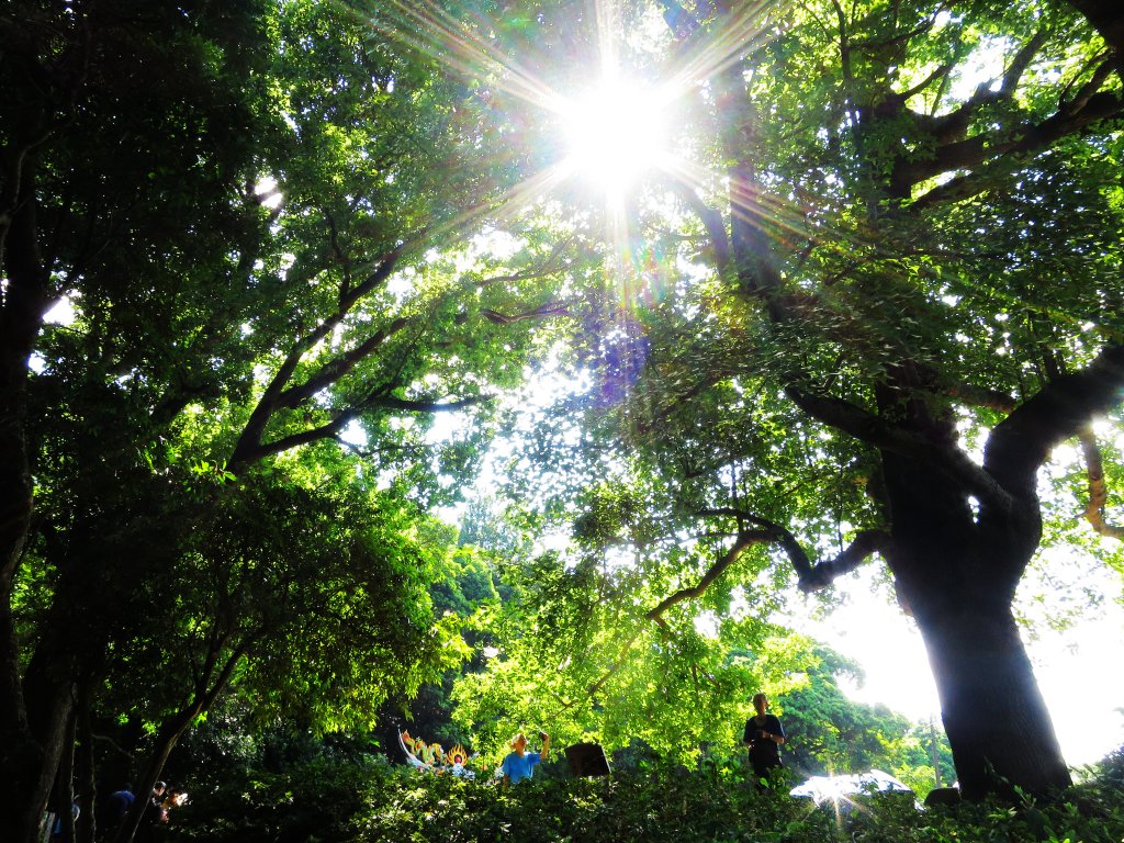 草山竹林美景療癒小徑：橫嶺古道_1045585