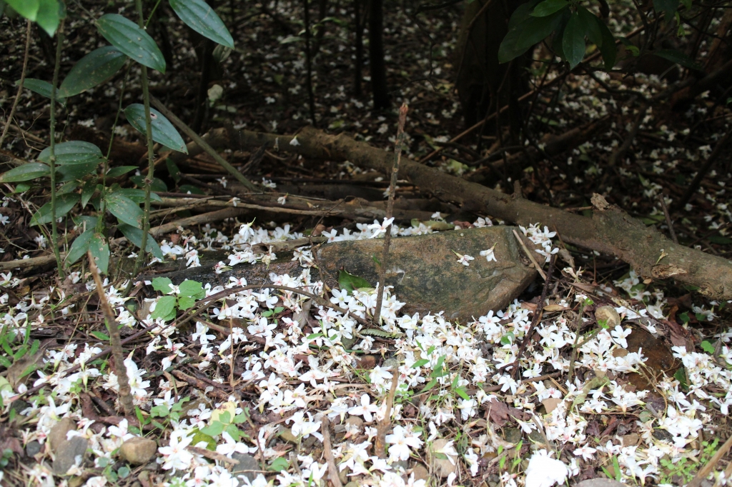 仁和步道之桐花有約_37052