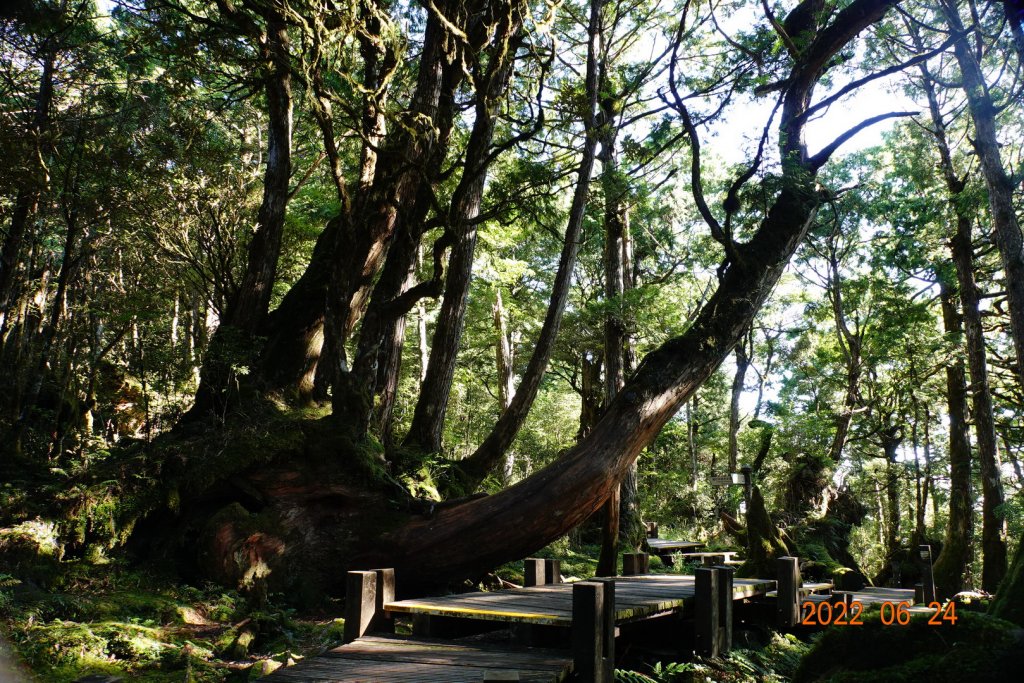 宜蘭 大同 太平山森林遊樂區 檜木原始林步道_1743671