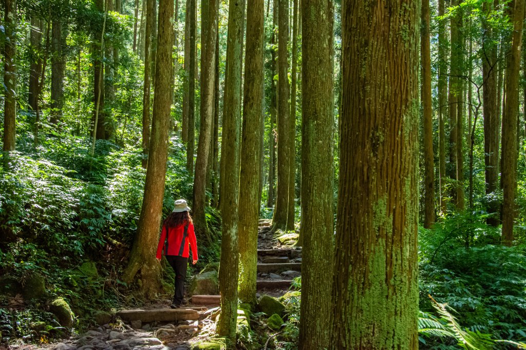 馬武督探索森林_2930684