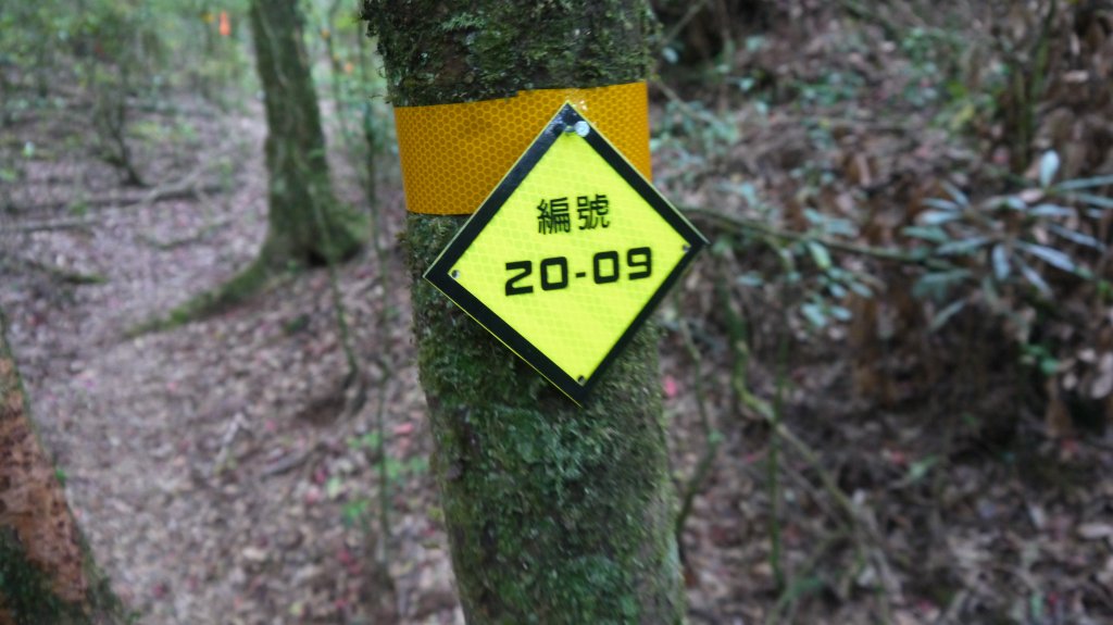 水社大山登山健行趣(中級山)_1510920