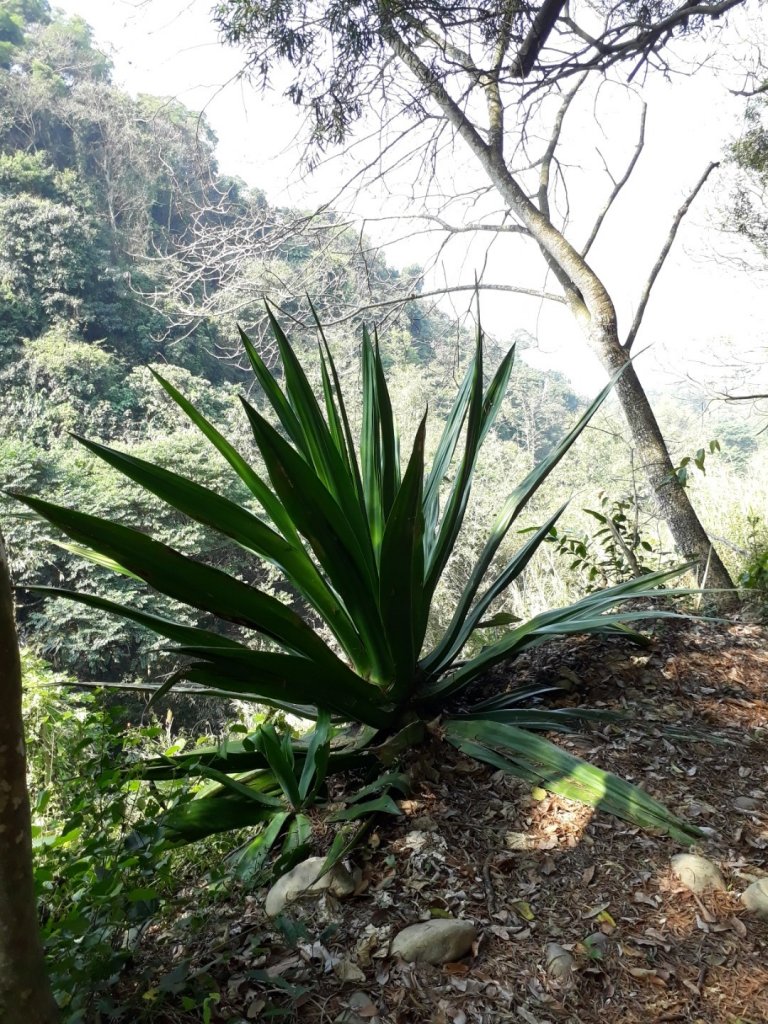 彰化清水岩步道群長青自行車道O型0307_869090
