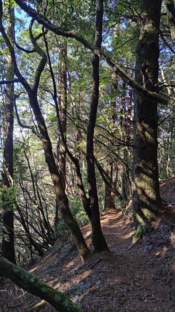 觀雪縱走_2918134