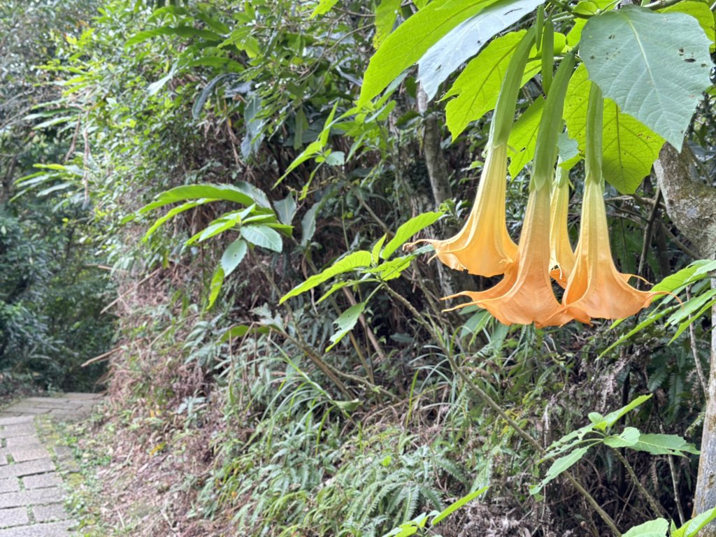 台北縱走第六段之不完整版～ 中華科技大學至和興碳坑_2391212