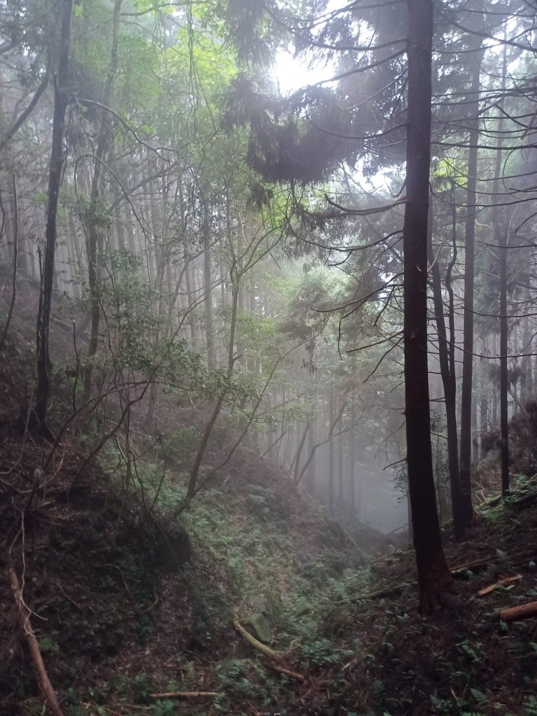 【新竹五峰】迷霧山林。 民都有山登山步道(面托油山)x民都有山北峰_2991893