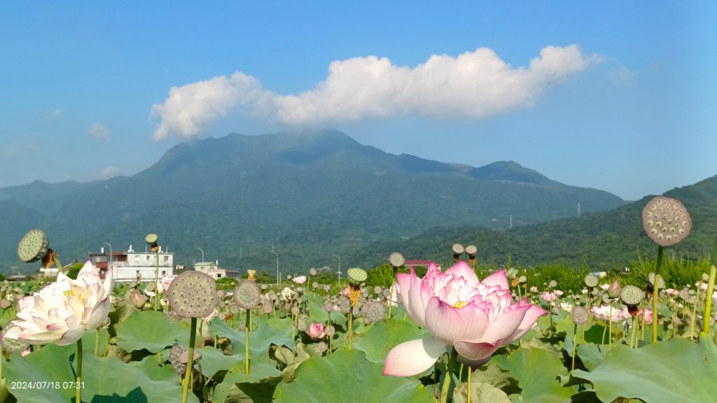雲山水花鳥蝶 - 天龍國阿伯的日常7/18 & 21、22、29_2554009