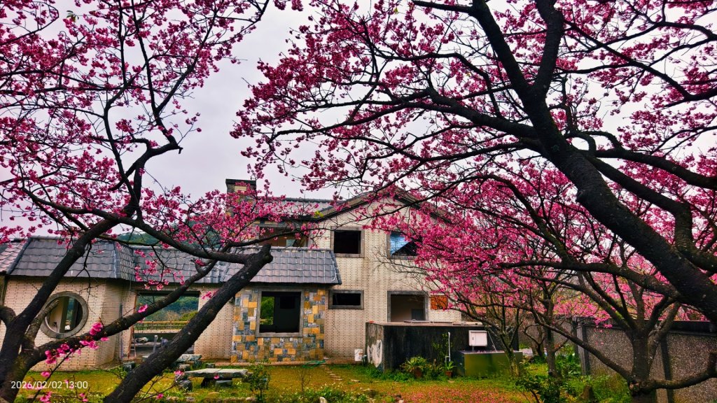 追花是簡單的快樂，賞花是恬淡的幸褔 1/29 & 2/2_2992087