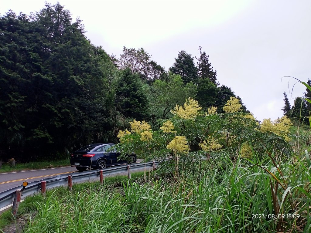 宜蘭太平山 - 檜木原始林步道、鐵杉林自然步道（2-2 太平詩路至翠峰景觀道路）【走路趣尋寶】_2245325