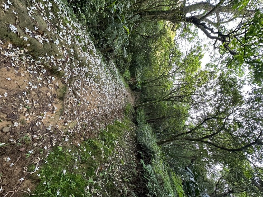 011姜子寮山_2598865