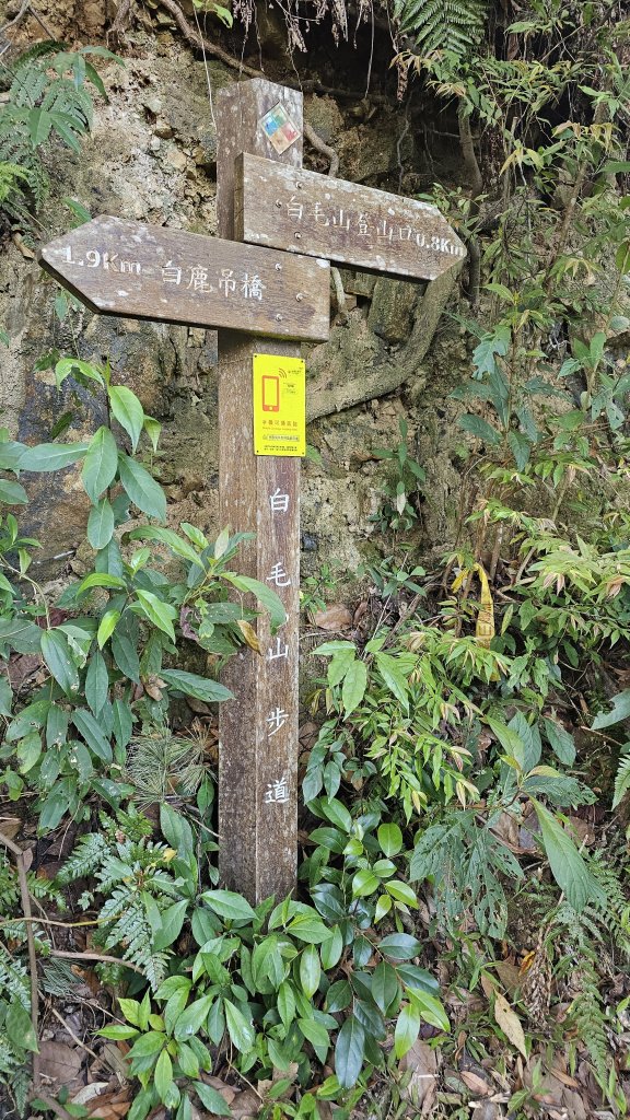 【美美兔走山趣】谷關抓雄-老六白毛_2749941