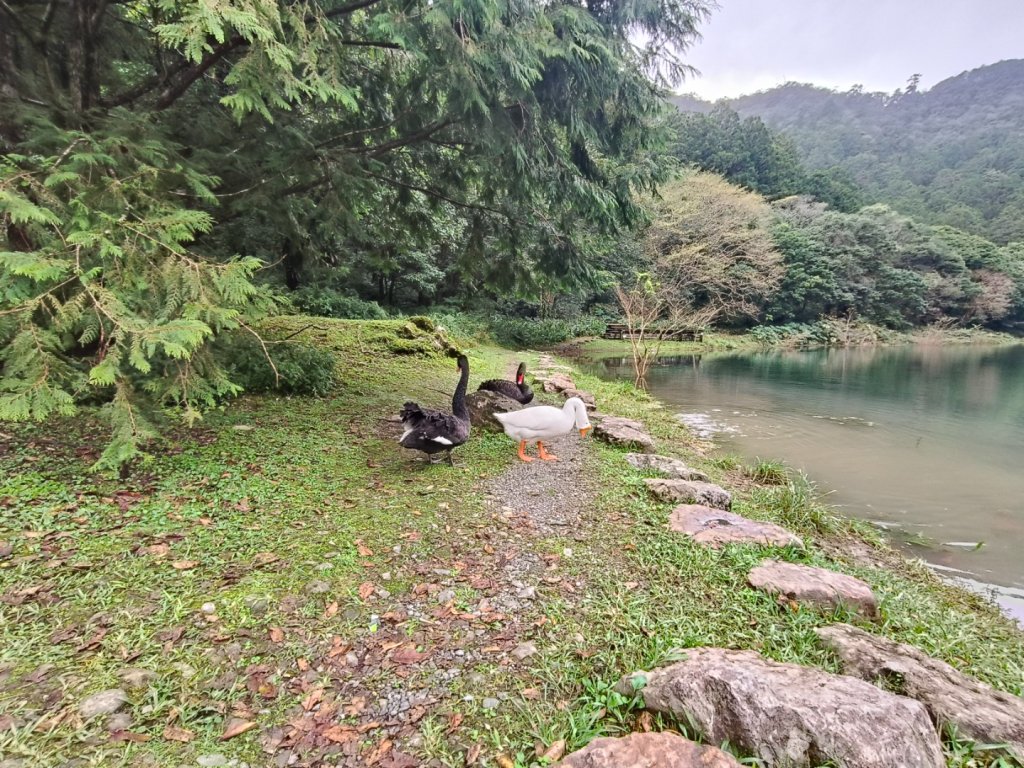 明池森林遊樂區20251115_2936706