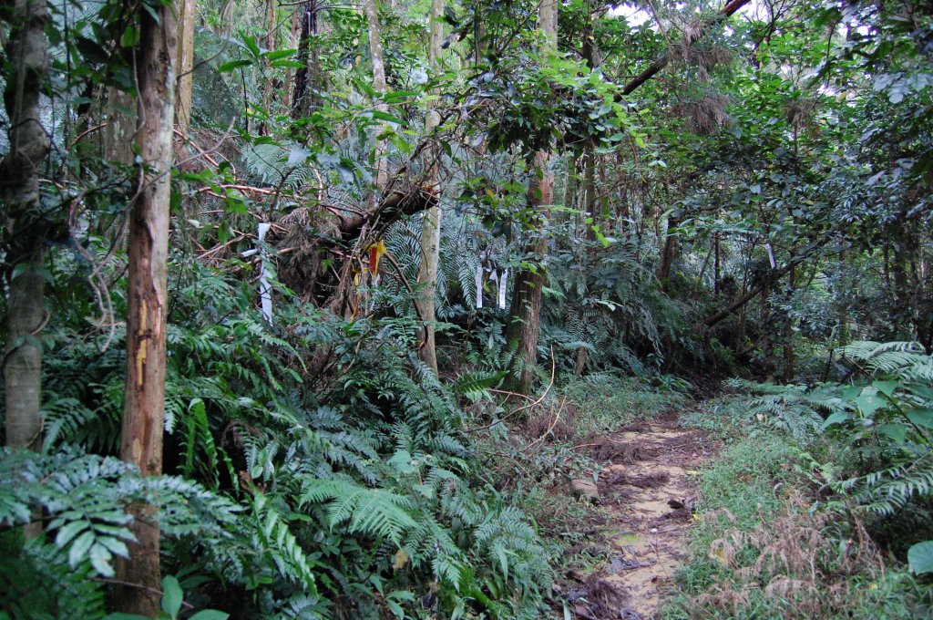 深坑炮子崙步道_1960561