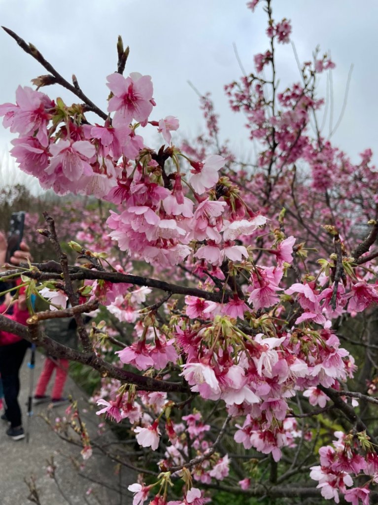 平菁街42巷櫻花_1585394