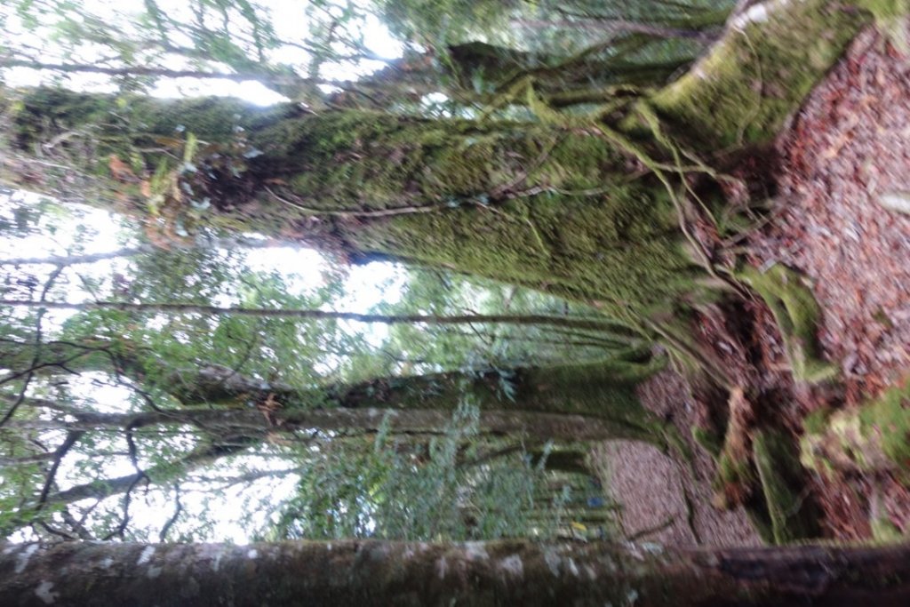 探訪消失的白雪村+北霞山東水兒玉山O型縱走_1991161
