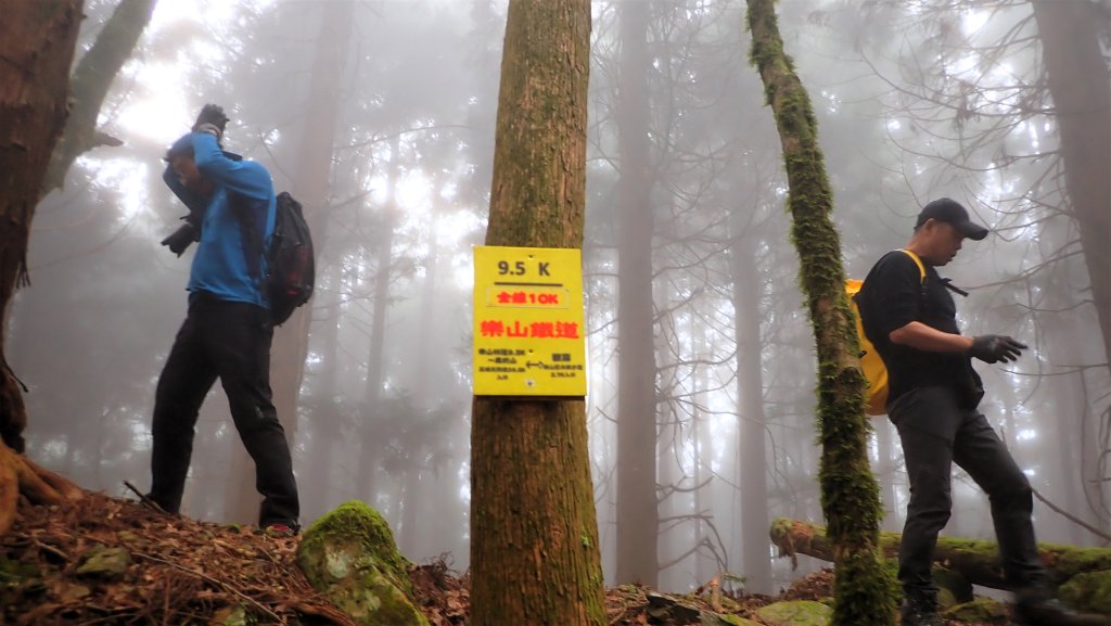 尋幽訪古遊走千年巨木和幻霧美森的樂山林道_2882348