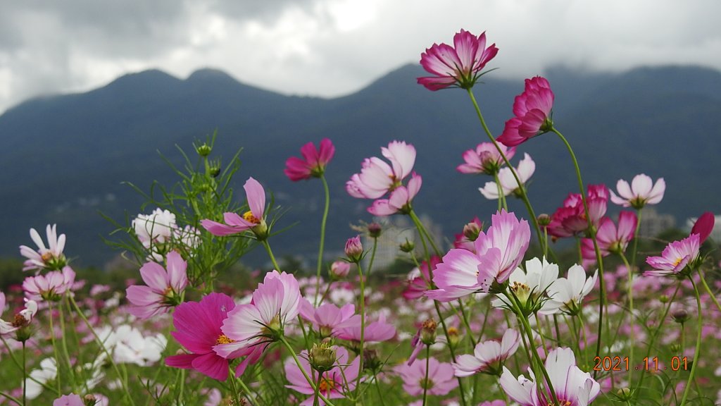 追花是簡單的快樂，賞花是恬淡的幸福。_1500791