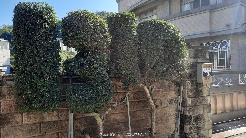 《台中》落雨松季｜石岡挑物古道O繞下情人木橋20250112_2687587