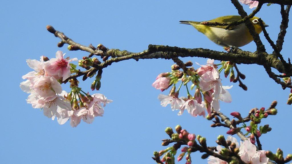 #綠繡眼 訪花 #吉野櫻 #天元宮 #楓樹湖 0316_2736670
