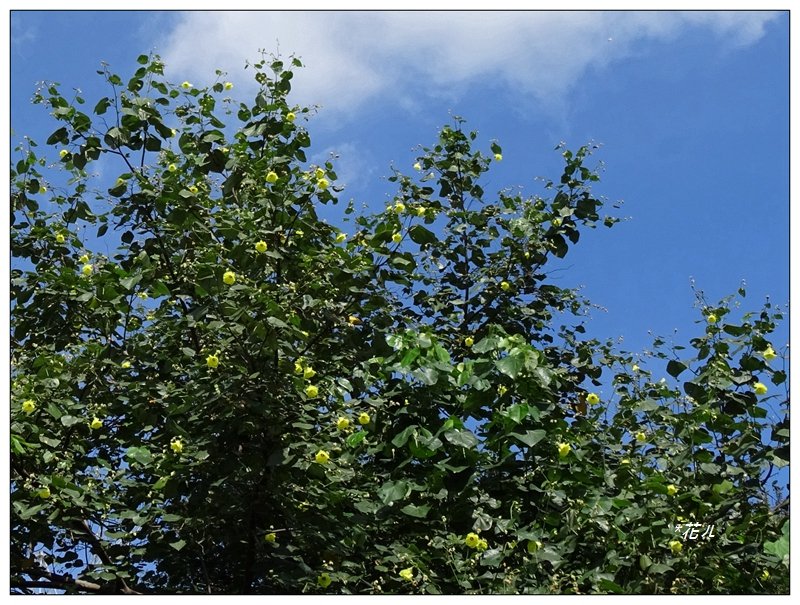 夏日/黃槿的花開_1417583