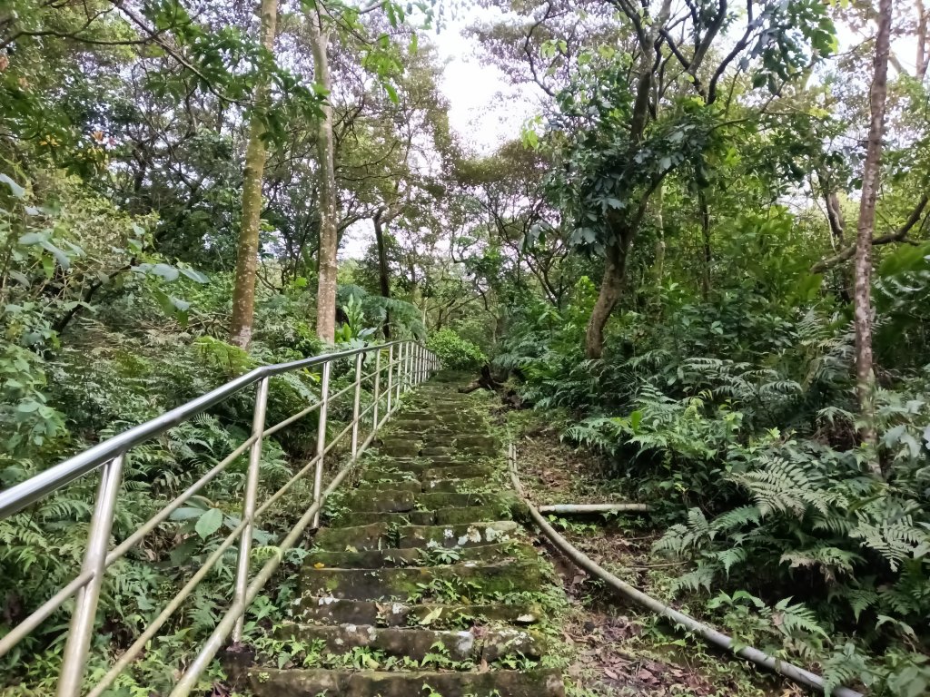 汐止區大尖山櫻花+秀峰瀑布O型_3009373