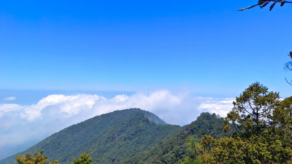 鳶嘴山之高山杜鵑花/雲海/大藍天_2141123