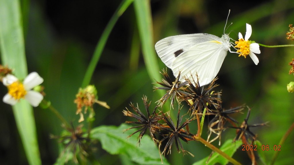 石碇二格山/雲海國小/永安社區&坪林開眼崙/南山寺&平溪靈巖寺_1790156