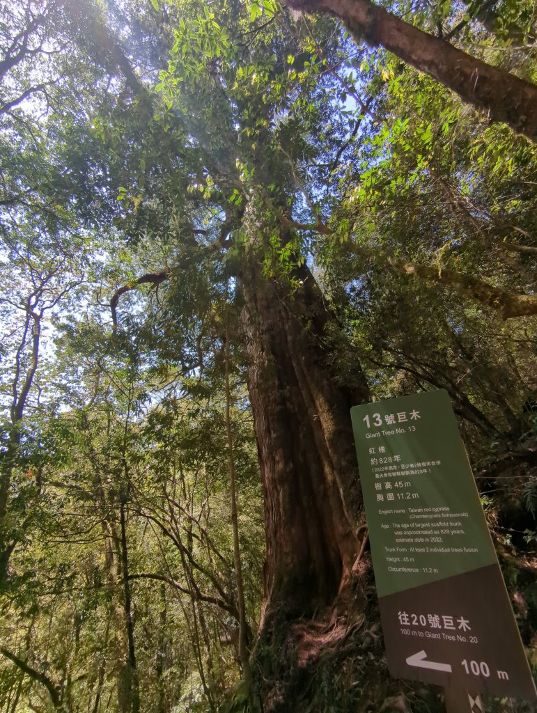 2023.04.16－拉拉山神木步道_2115983