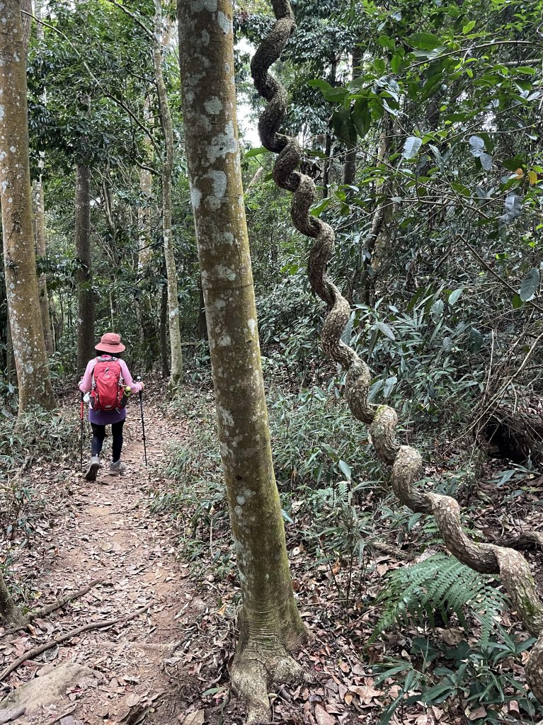 大克山 南稜線砲台古道 20230 01 23_2005190