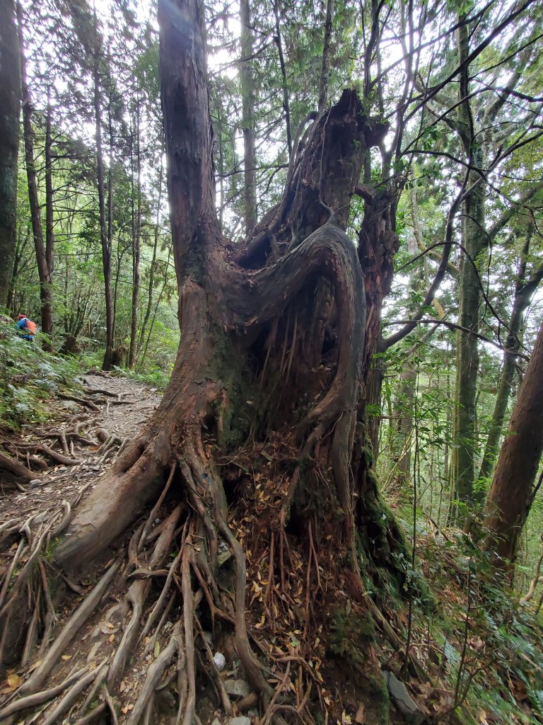 八仙山松鶴線_1170326