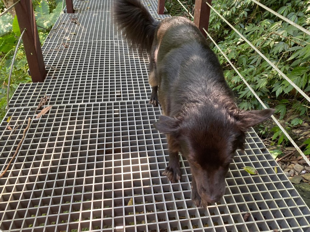 羅木斯溪步道.情人谷瀑布【一日雙瀑布 清涼暢快一整天】_2313127