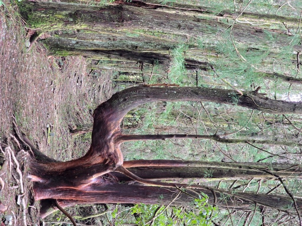 谷關七熊馬崙山_2748791